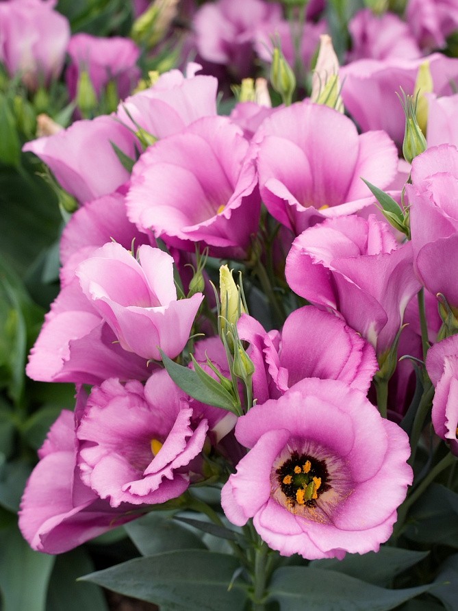 Партнер Эустома F1 карликовая МИСС ШАРЛИ ^(5шт в амп), изображение 1