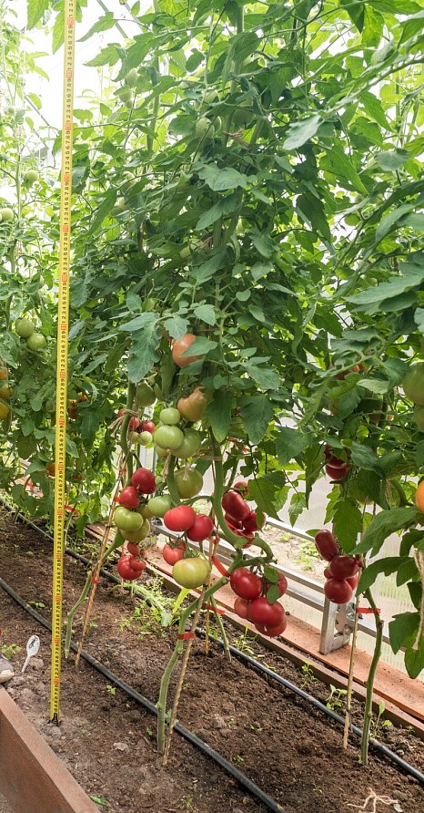 Партнер Томат КОРОЛЕВА F1 ^(5шт) 2-ной пак, изображение 9