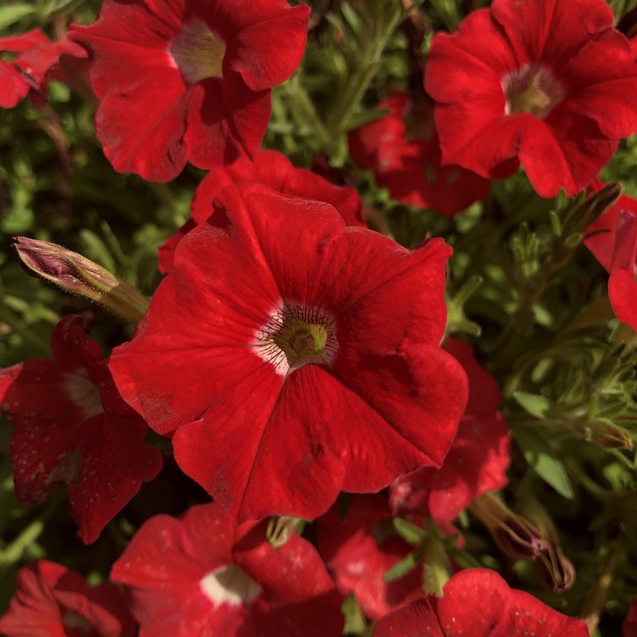 Партнер Петуния серия "Лагуна" БЕАТРИС F1 / многоцветковая каскадно-ампельная^(5шт в амп), изображение 4