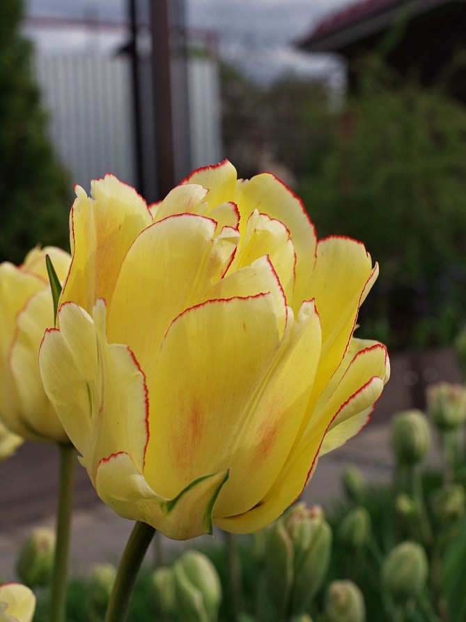 Партнер Тюльпан махровый поздний Акебоно ^(5шт/уп), изображение 2