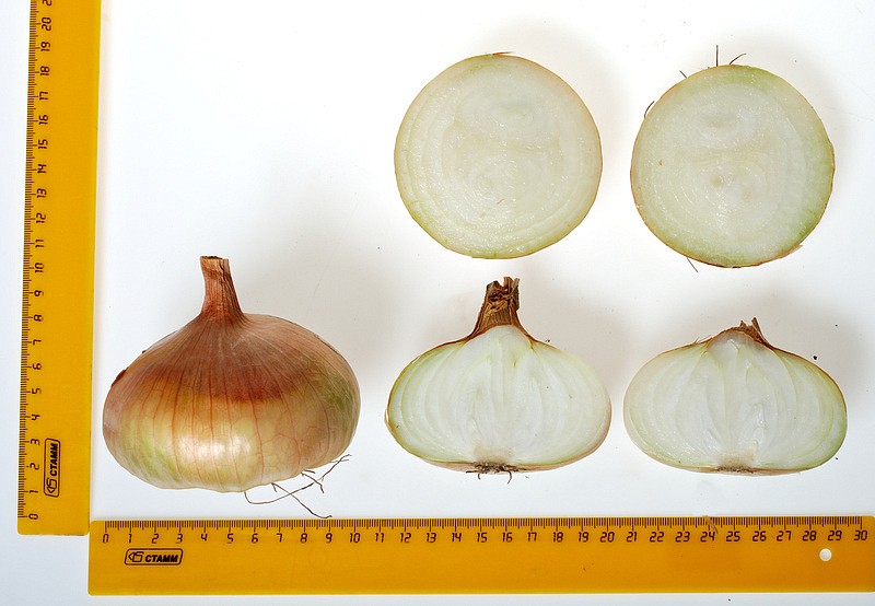 Партнер Лук репчатый ШТУТТГАРТЕР РИЗЕН ^(1г), изображение 5