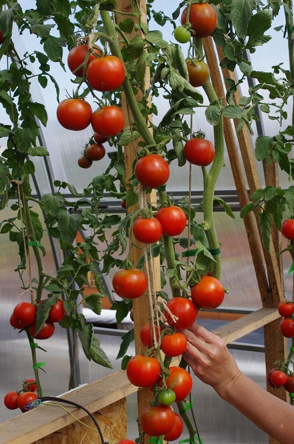 Партнер Томат ВЕНДЕТТА F1 ^(5шт) 2-ной пак, изображение 2