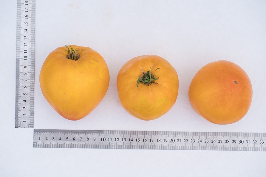 Партнер Томат ЖЕЛТАЯ ИМПЕРИЯ F1 ^(10шт) 2-ной пак, изображение 3