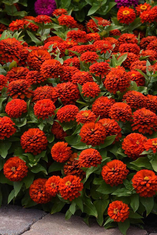 Партнер Цинния F1 ПЕРСИДСКИЙ КРАСНЫЙ / георгиновидная ^(4шт) , изображение 3