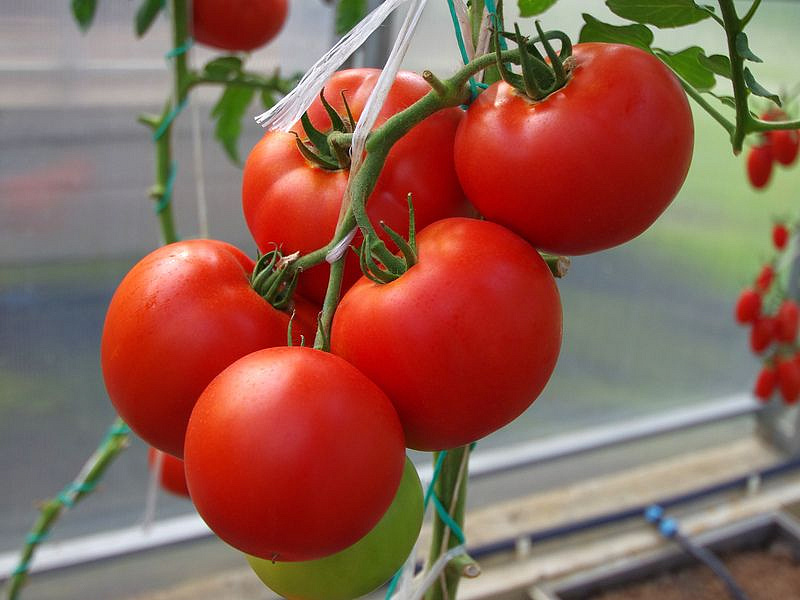 Партнер Томат МОМБАСА F1 ^(10шт) 2-ной пак, изображение 2