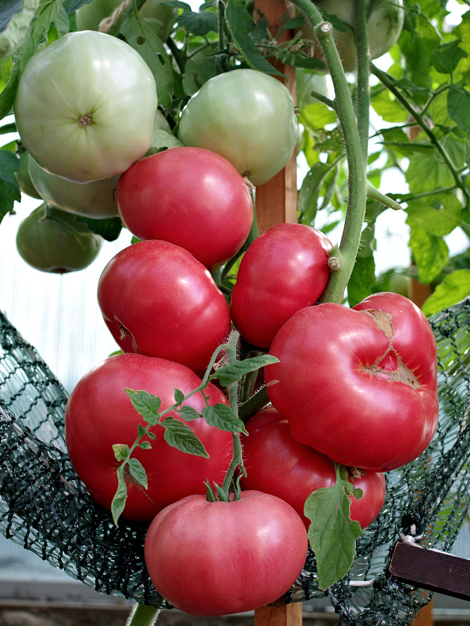 Партнер Томат СКВОРЕЦ F1 ^(0,1гр) 2-ной пак, изображение 5