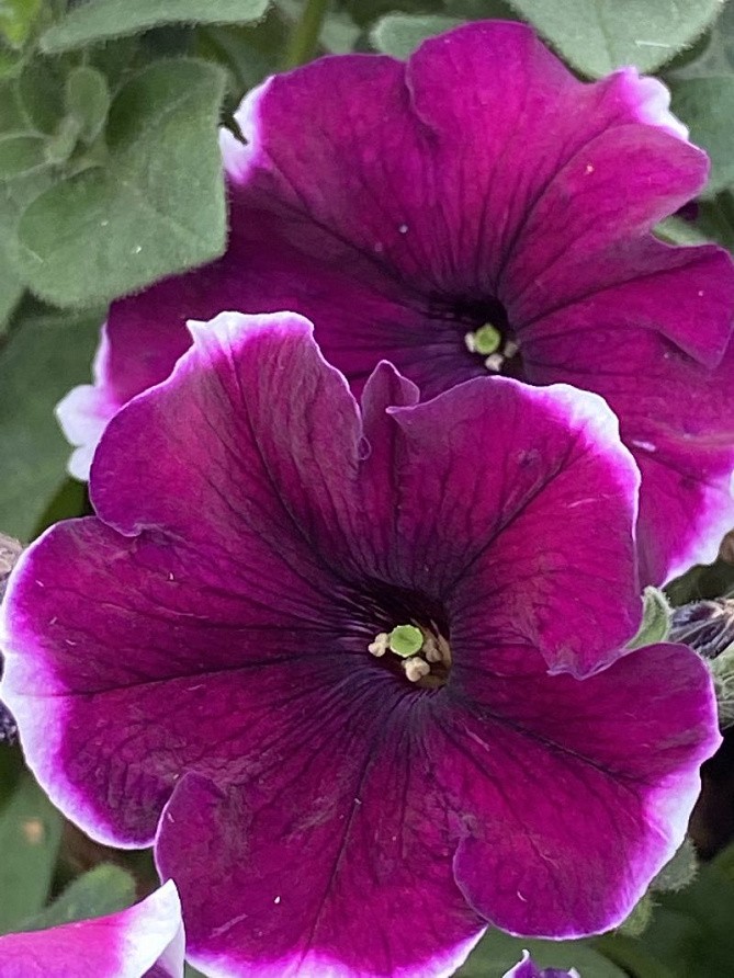 Партнер Петуния серия "Белладонна" ВЕЛЬВЕТ ПИКОТИ F1/ многоцветковая каскадная^(5шт в амп), изображение 4