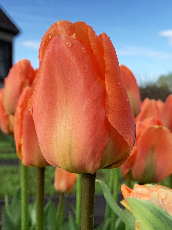 Партнер Тюльпан махровый ранний Монте Оранж ^(5шт/уп), изображение 5