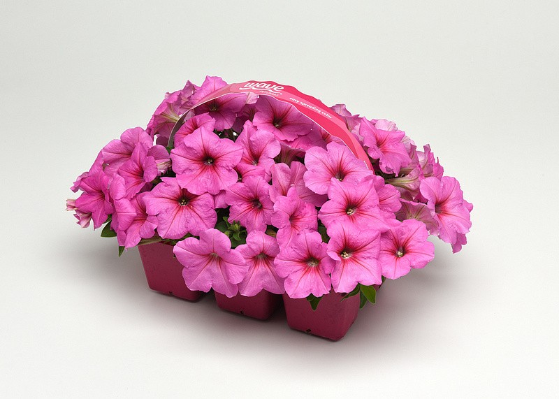 Партнер Петуния F1 серия ИЗИ ВЭЙВ ПИНК ПЕЙШН/ многоцветковая каскадно-ампельная^(5шт в амп), изображение 1