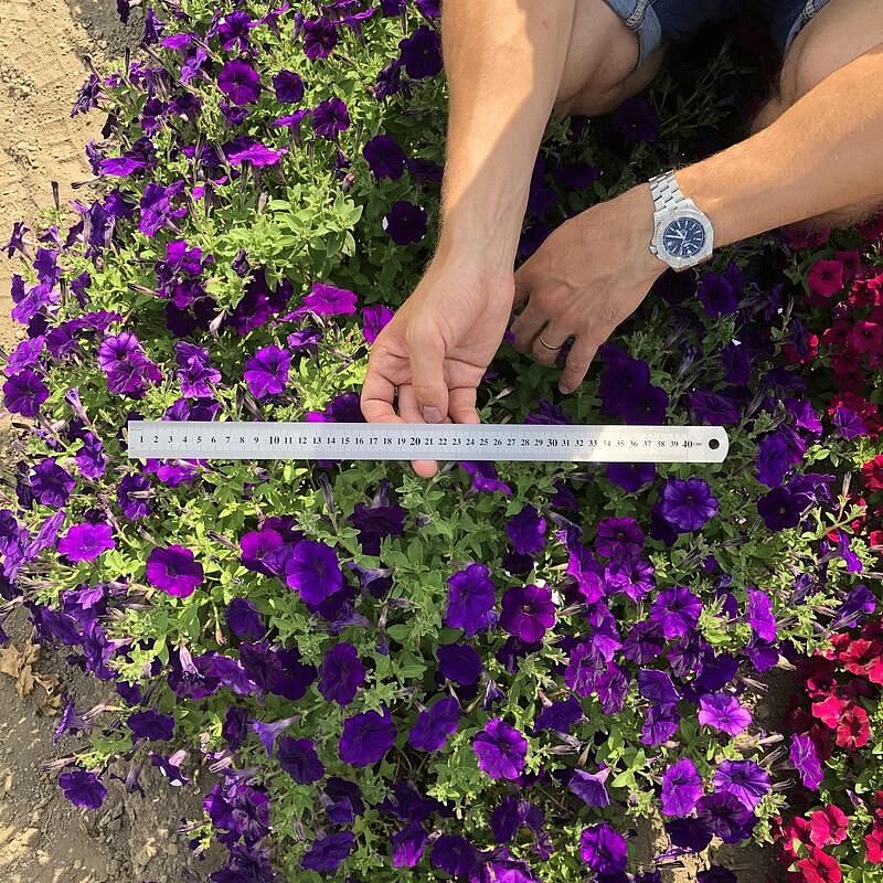 Партнер Петуния серия "Мими" СИЛЬВАНА F1 / многоцветковая каскадная^(5шт в амп), изображение 5