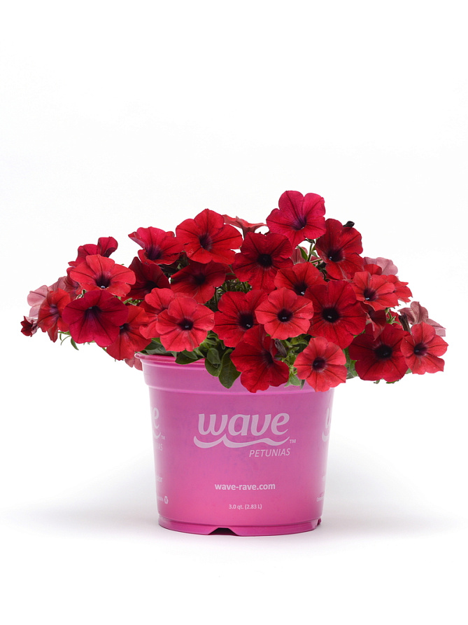 Партнер Петуния F1 серия ТАЙДЕЛ ВЭЙВ РЕД ВЕЛЮР/ многоцветковая ампельная ^(5шт в амп), изображение 3