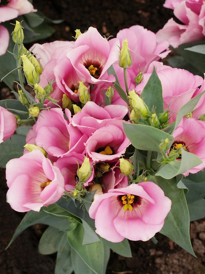 Партнер Эустома F1 карликовая МИСС МАЙЛИ ^(5шт в амп), изображение 2