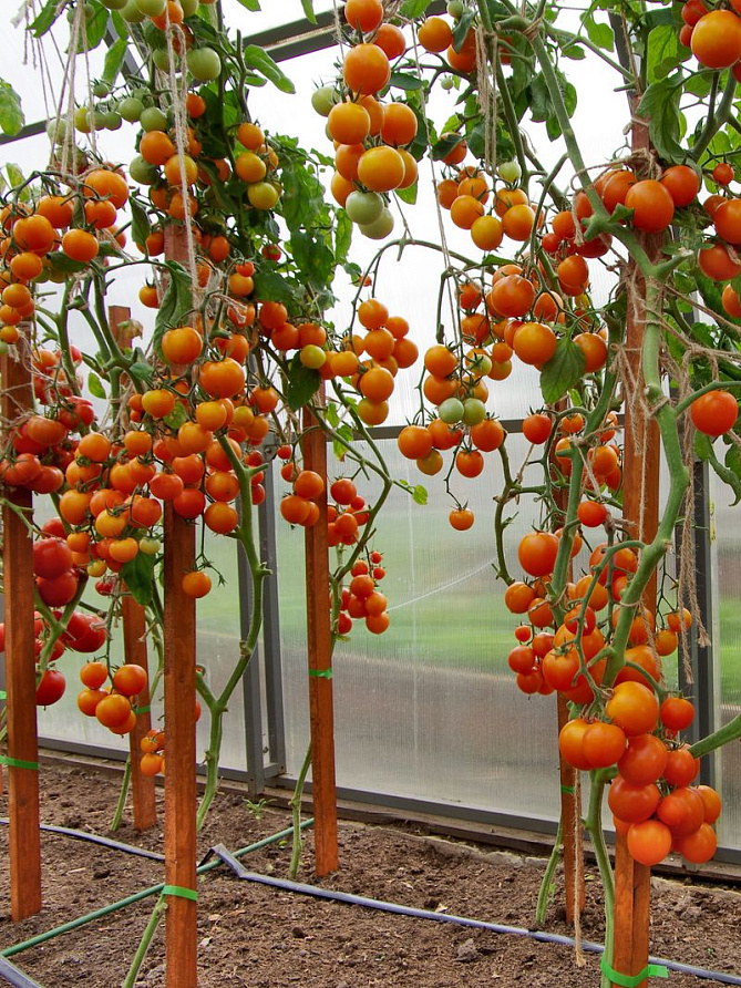 Партнер Томат ЯНТАРНАЯ КАПЛЯ F1 ^(10шт) 2-ной пак, изображение 1