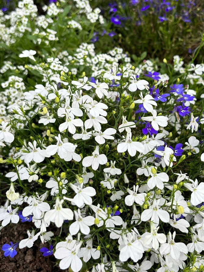 Партнер Лобелия каскадная РИВЬЕРА УАЙТ ^(10шт в амп), изображение 2