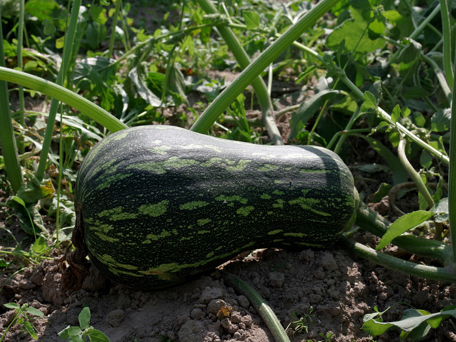 Партнер Тыква КВАКИ ^(5шт), изображение 3