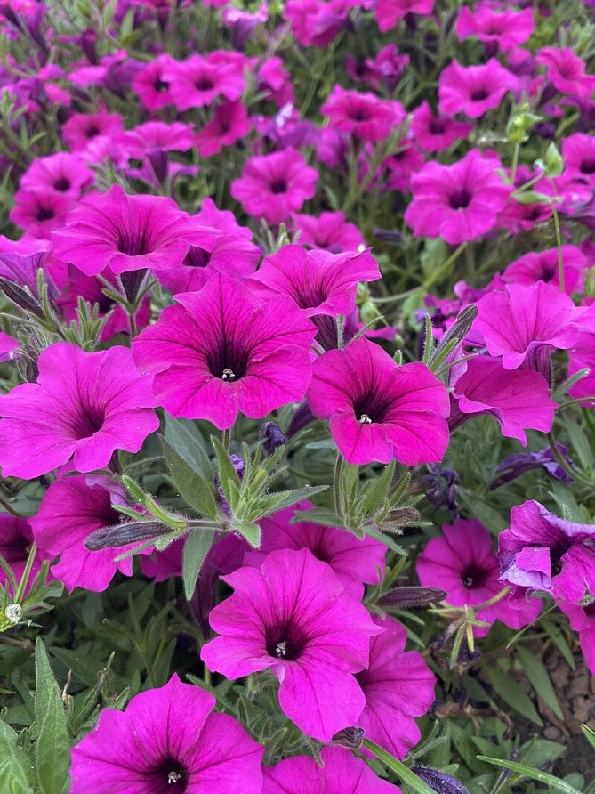 Партнер Петуния серия "Вивальди" ВУАЛЬ F1 / многоцветковая ампельная^(5шт в амп), изображение 2