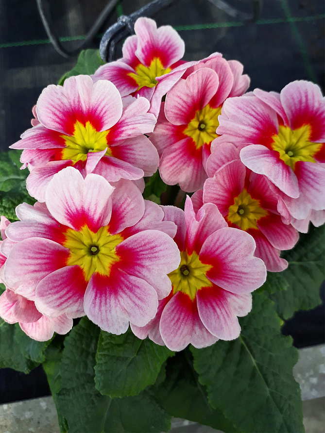 Партнер Примула F1 крупноцветковая ШАРЛОТТА ^(5шт в амп), изображение 2