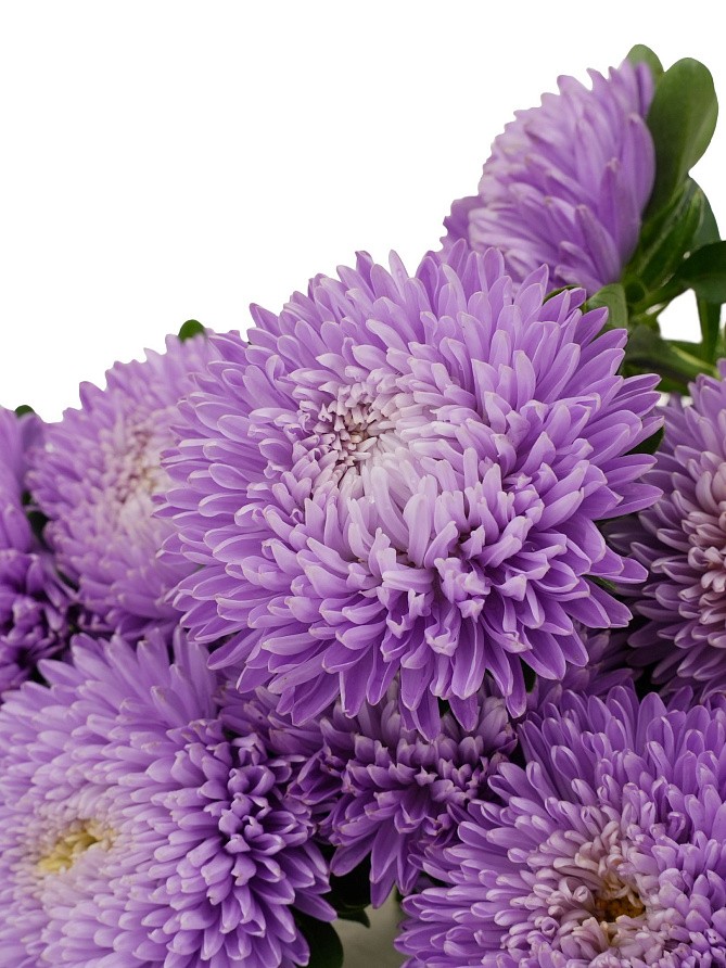 Партнер Астра китайская ЛЕБЕДИНАЯ ВЕРНОСТЬ ^(5шт в амп), изображение 1