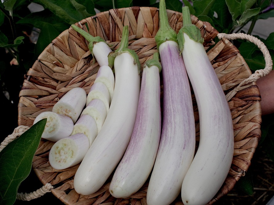 Партнер Баклажан ВИТАЛИК F1 ^(10шт) 2-ной пак, изображение 1