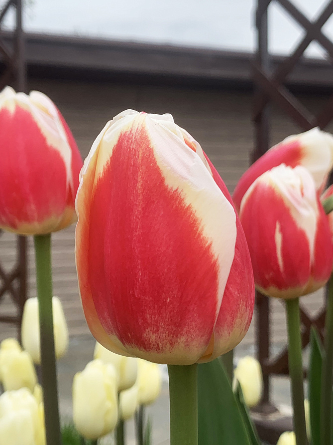 Партнер Тюльпан триумф Роман Эмпайер ^(5шт/уп), изображение 2