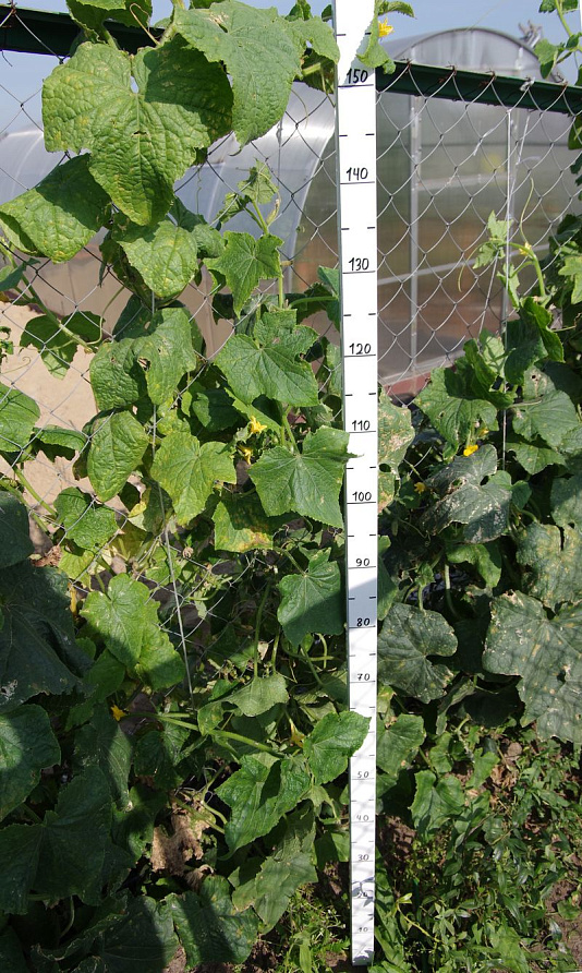 Партнер Огурец ВИОРЕЛ F1 ^(0,5г), изображение 3