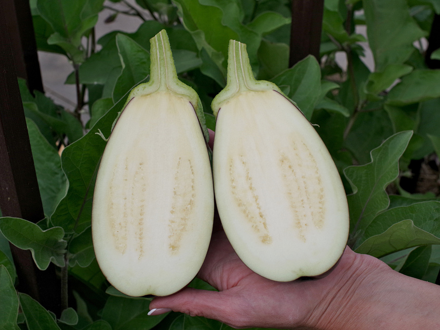 Партнер Баклажан ХУЛИГАН F1 ^(10шт) 2-ной пак, изображение 3