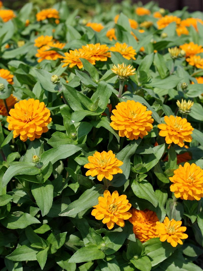 Партнер Цинния МАНДАРИНОВЫЙ КОНФИТЮР / мариландская махровая ^(5шт) , изображение 3