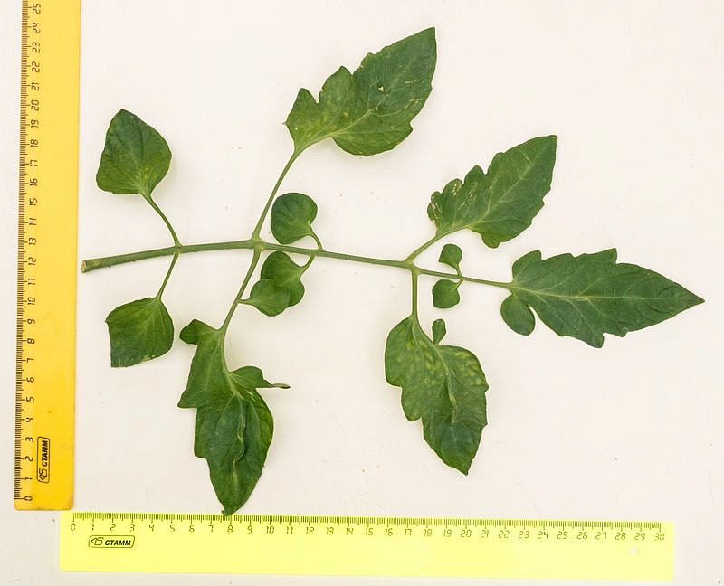 Партнер Томат ЧЕРРИ ЗЕМЛЕДЕЛЕЦ F1 ^(0,05г) 2-ной пак, изображение 1