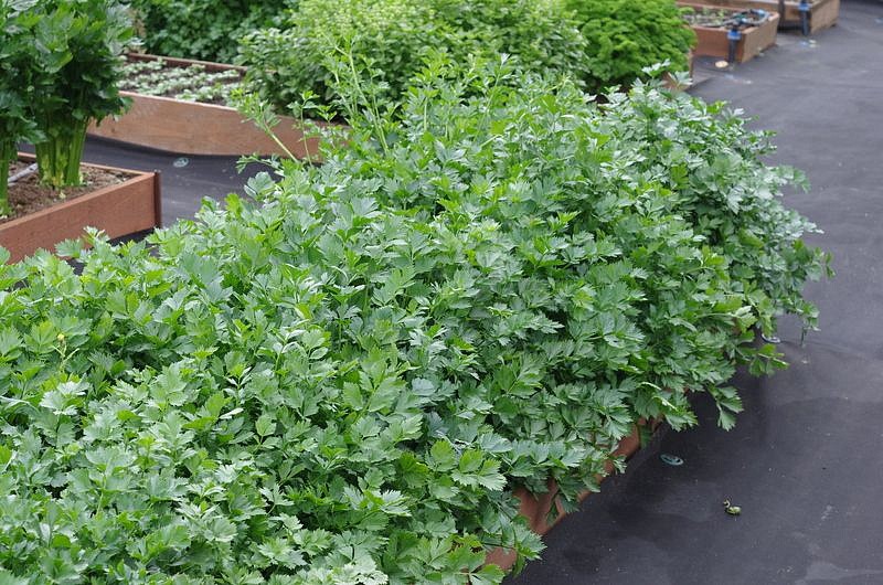 Партнер Сельдерей листовой НЕЖНЫЙ ^(0,3г), изображение 4