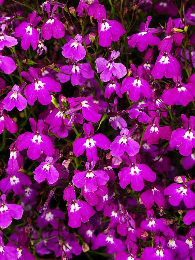 Партнер Лобелия ампельная РЕГАТТА РОУЗ ^(10шт в амп), изображение 1