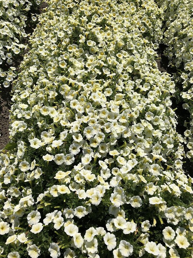 Партнер Петуния серия "Лагуна" ОРАБЕЛЬ F1 /многоцветковая (мини) каскадная желтая ^(5шт в амп), изображение 1