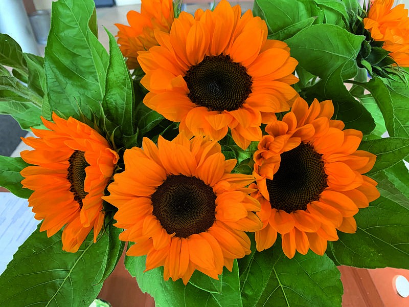 Партнер Подсолнечник F1 декоративный ЛЮКСОР ТАНЖЕРИНЕ ^(10шт) 2-ной пак, изображение 1