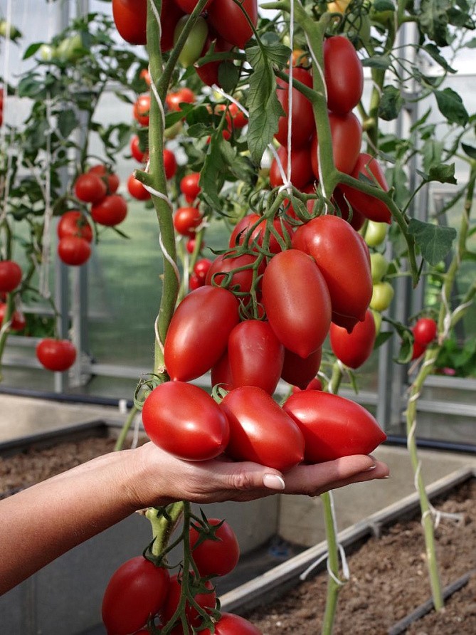 Партнер Томат МИЛЛЕНИУМ F1 ^(10шт) 2-ной пак, изображение 1