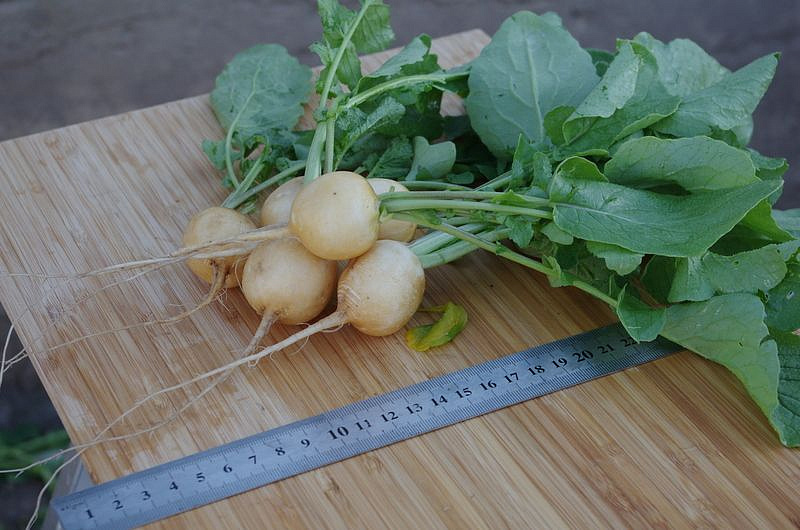 Партнер Редис ЗЛАТА ^(2г), изображение 3