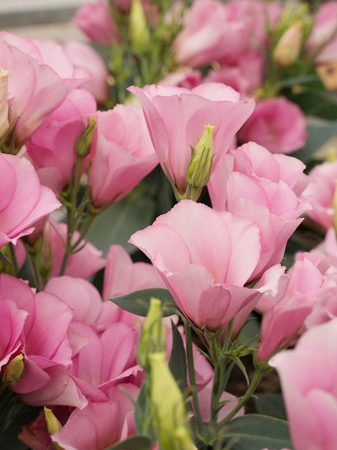 Партнер Эустома F1 карликовая МИСС МАЙЛИ ^(5шт в амп), изображение 4