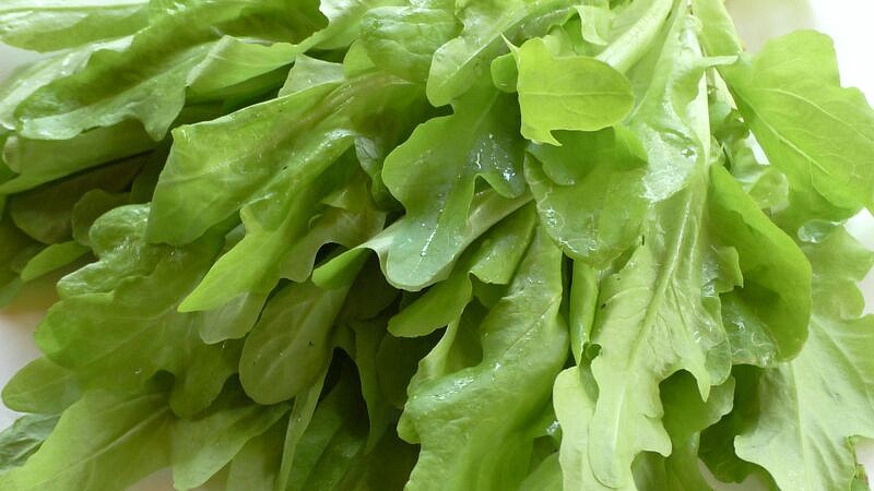 Партнер Салат листовой ДУБАЧЕК МС ^(0,5г), изображение 4