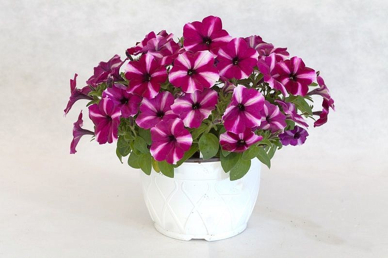 Партнер Петуния серия "Мон Амур" ЭСТЕЛЬ F1 / многоцветковая прямостоячая^(5шт в амп), изображение 1