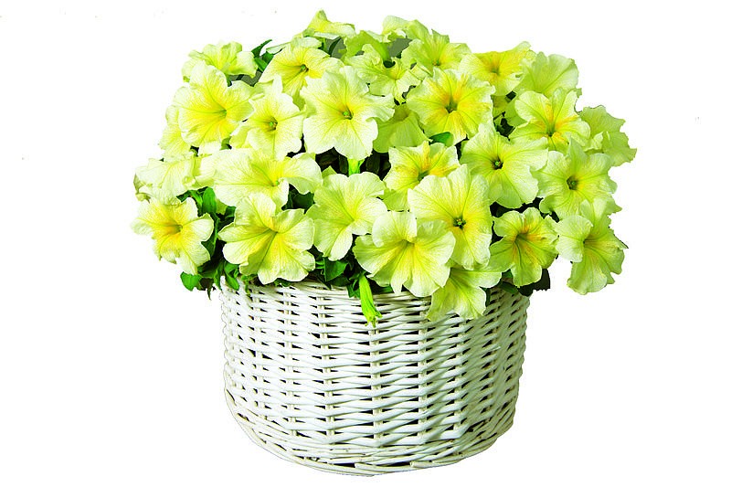 Партнер Петуния серия "Кэнди" ИВЕТТА F1 /крупноцветковая прямостоячая желтая ^(5шт в амп), изображение 3