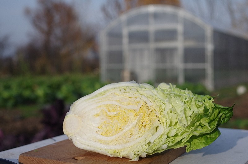 Партнер Капуста Пекинская НЕЖНОСТЬ F1 ^(0,5г), изображение 6