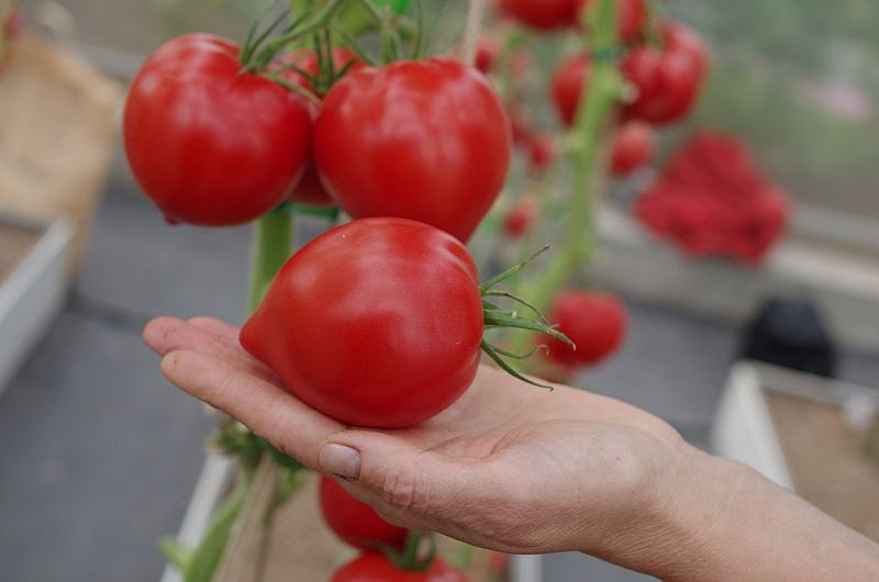 Партнер Томат ДЕМЕТРА F1 ^(10шт) 2-ной пак, изображение 10