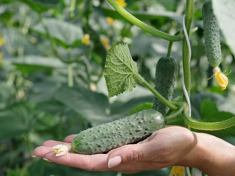 Партнер Огурец ШТОРМ F1 ^(5шт), изображение 2