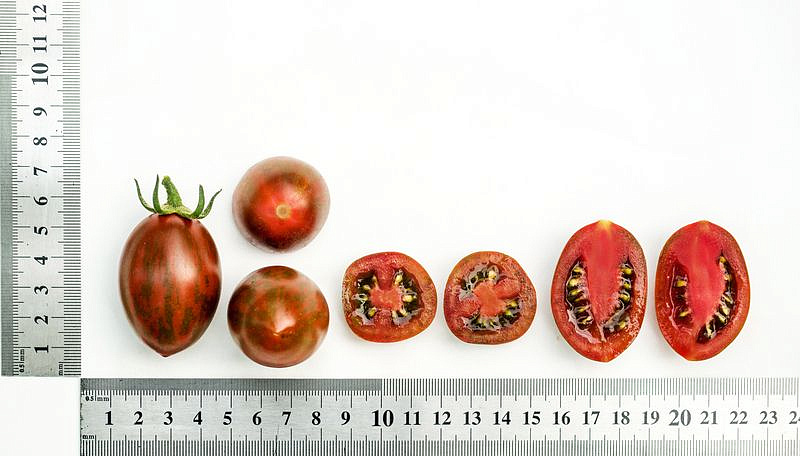 Партнер Томат ЧЕРРИ МИДНАЙТ F1 ^(5шт) 2-ной пак, изображение 3