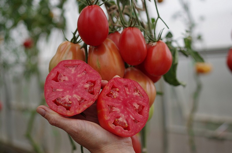 Партнер Томат КАХУРИ ^(0,05г) 2-ной пак, изображение 5