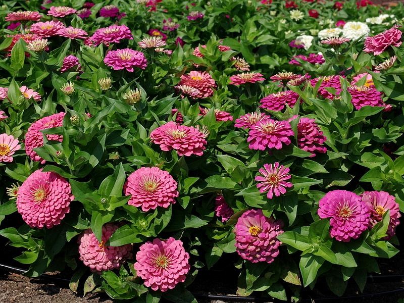 Партнер Цинния F1 ПРИМАВЕРА / георгиновидная ^(4шт), изображение 5