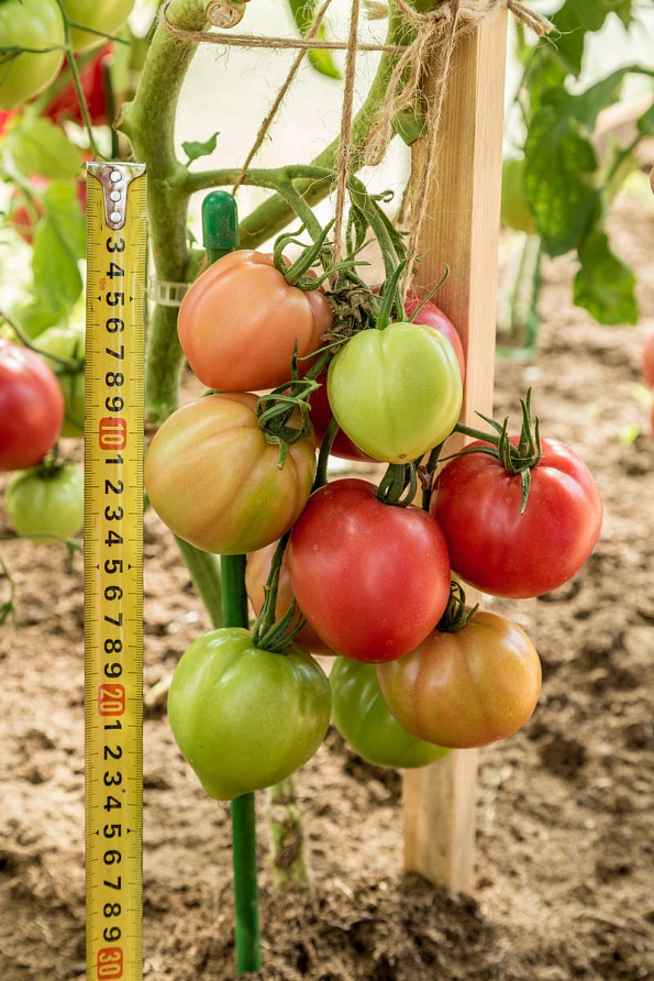 Партнер Томат МАЛИНОВАЯ ИМПЕРИЯ F1 ^(10шт) 2-ной пак, изображение 6