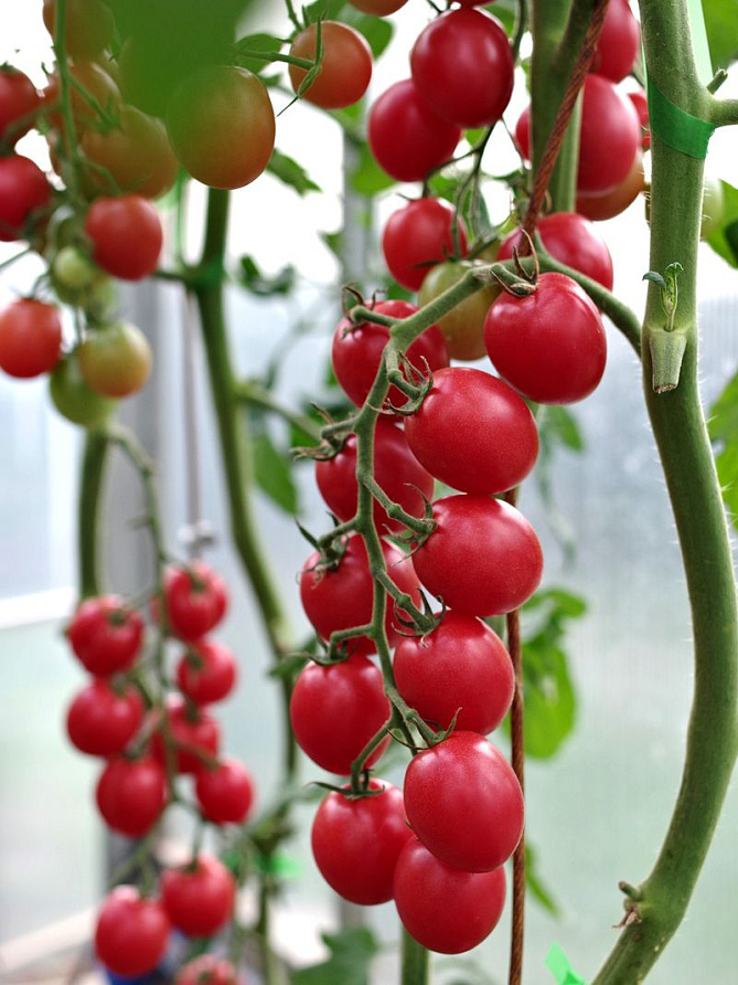 Партнер Томат ЗИМНЯЯ ВИШНЯ F1 ^(10шт) 2-ной пак, изображение 1