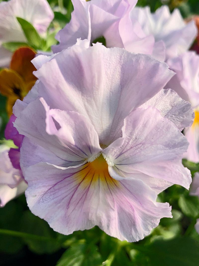 Партнер Виола F1 бахромчатая серия "Танго-манго" БОЛЕРО ^(5шт в амп), изображение 4