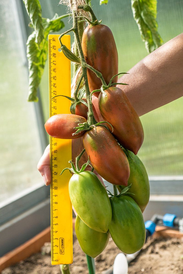 Партнер Томат БУРАЯ ГРОЗДЬ F1 ^(10шт) 2-ной пак, изображение 7