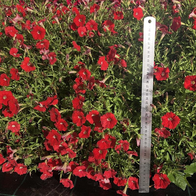 Партнер Петуния серия "Лагуна" БЕАТРИС F1 / многоцветковая каскадно-ампельная^(5шт в амп), изображение 3