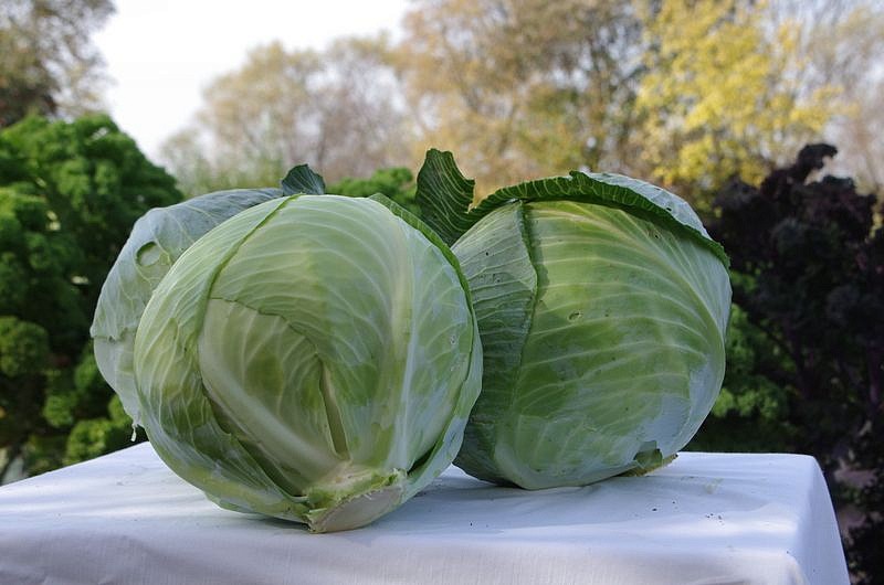 Партнер Капуста б/к КИЛАТОН F1 ^(10шт в амп), изображение 3